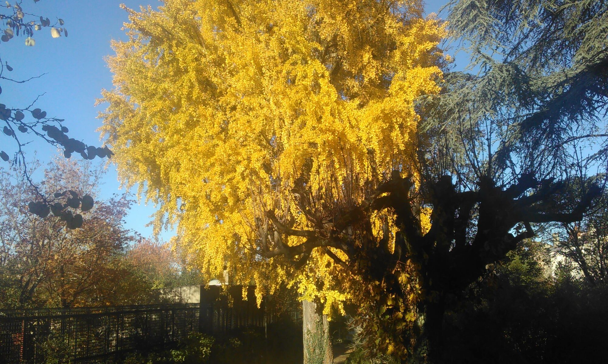 Ginkgo arbre centenaire