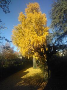 Ginkgo arbre centenaire