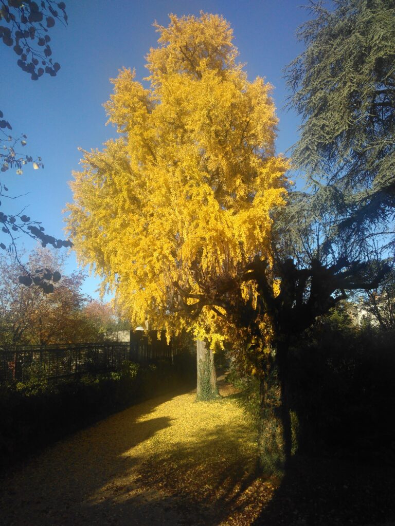 Ginko arbre centenaire