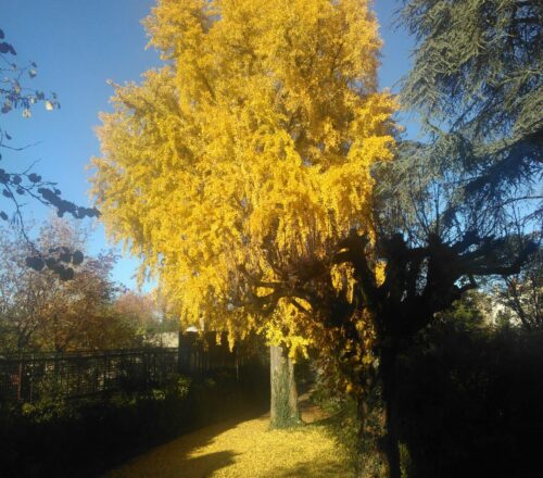 Ginkgo arbre centenaire