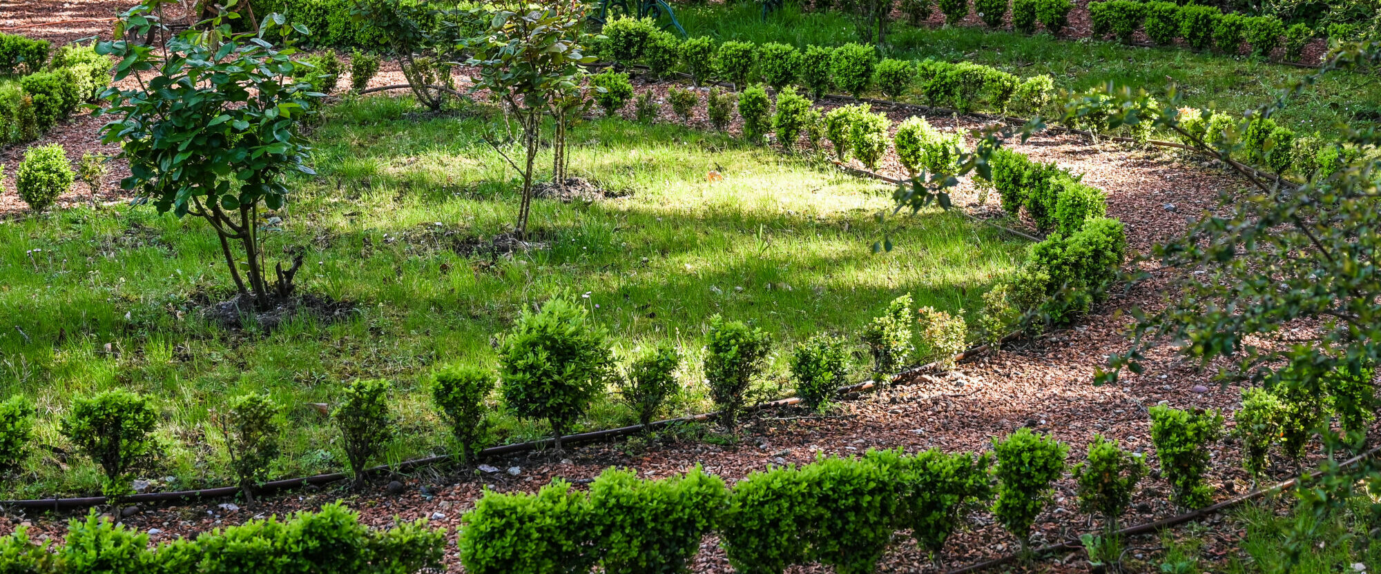 Les roses du jardin