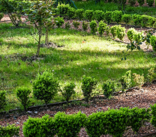 Les roses du jardin