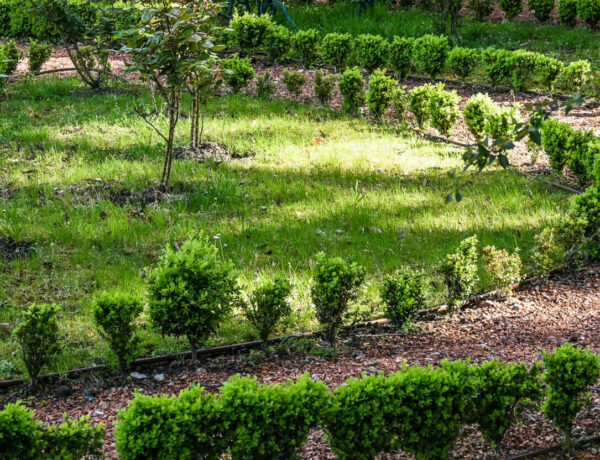 Les roses du jardin